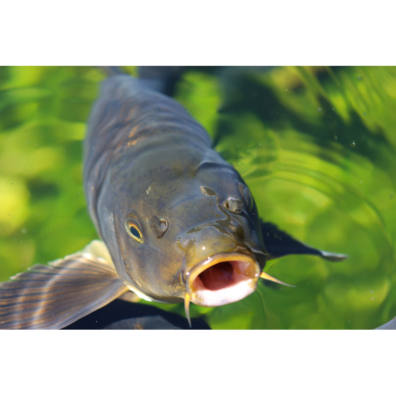 Carp - Wrapped Canvas Print, 81cm H x 122cm W x 3.8cm D