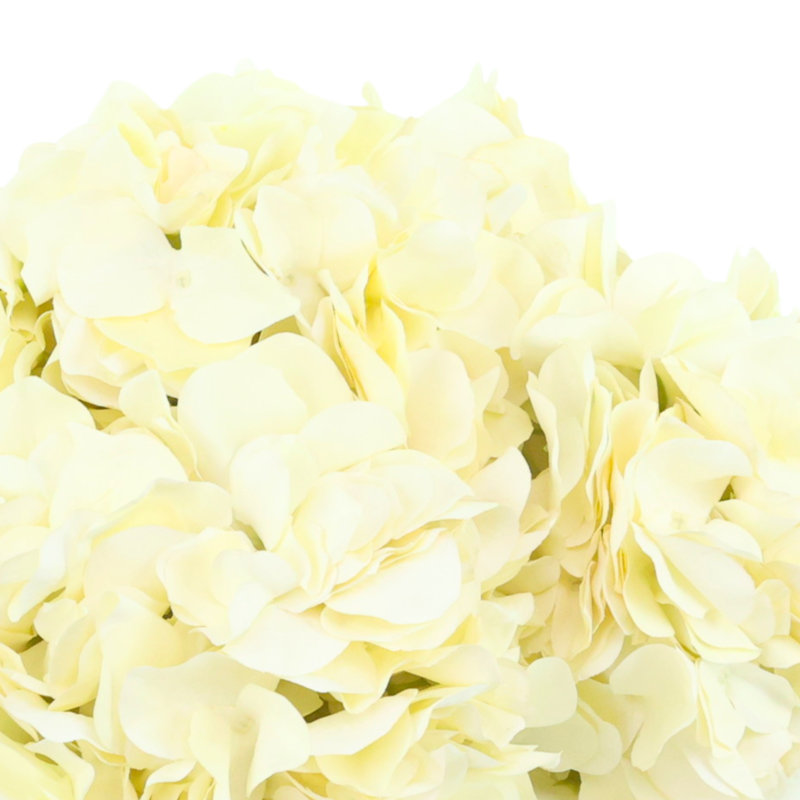 Hydrangeas Arranged in Decorative Ceramic Pot, Cream
