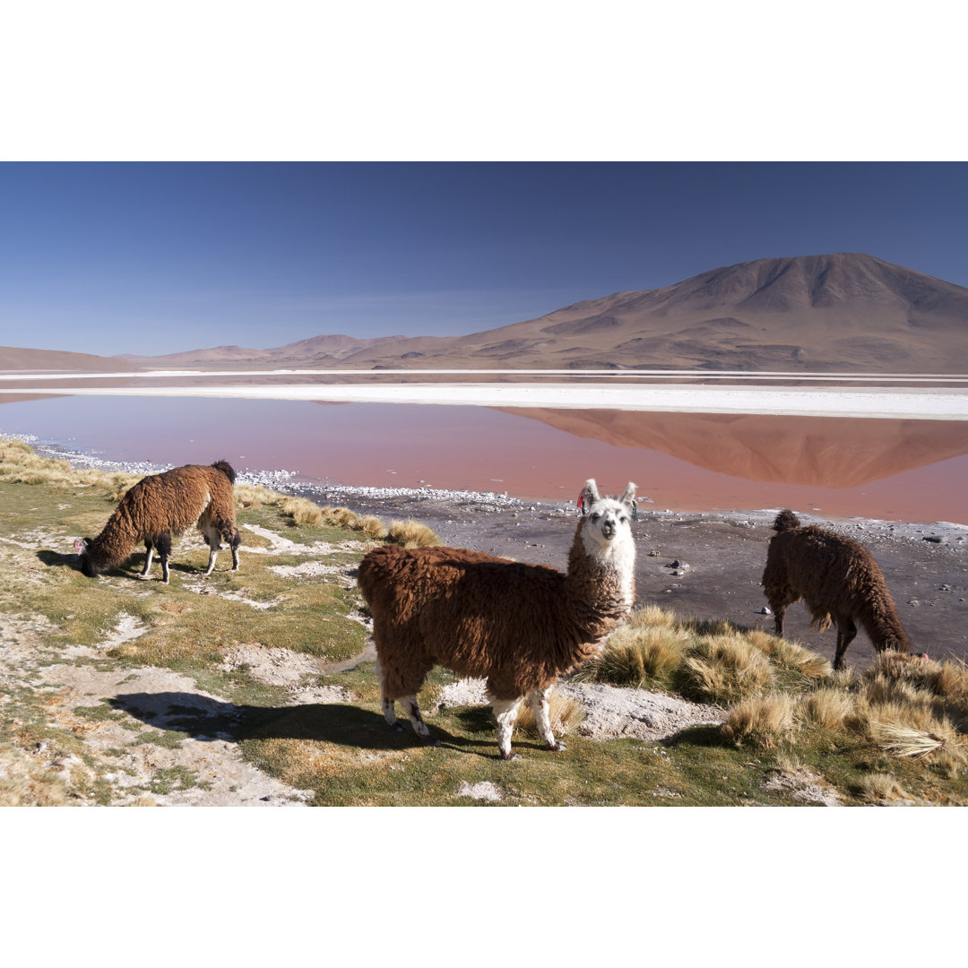 Llama In Laguna Colorada von FotografiaBasica - Ohne Rahmen auf Leinwand drucken