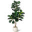 Plant-96273164
