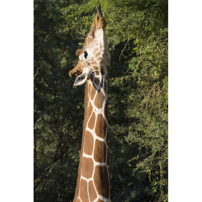 Girafe réticulée (Giraffa Camelerardalis Reticulata) par Rickochet, H 48 po x l 32 po