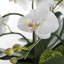 Orchids Arrangement in Planter