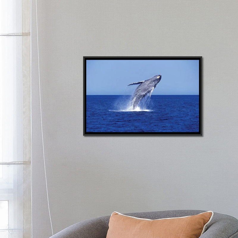 « baleine baleineing brèche », reproduction de photo sur toile, H 8 po x l 12 po x P 0,75 po, Toile tendue, Pas de tapis