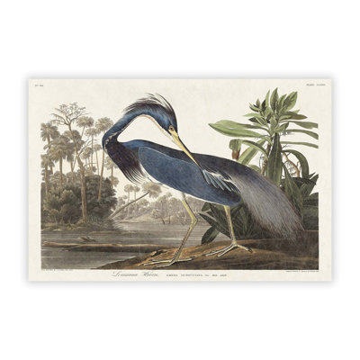 Louisiana Heron by John James Audubon - Frameless Print