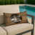 Black Celtic Shorthair noir