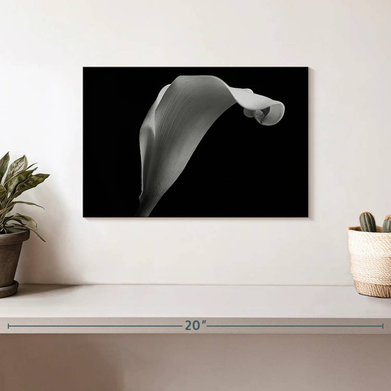 Lys Calla monochrome, H 8 po x l 12 po