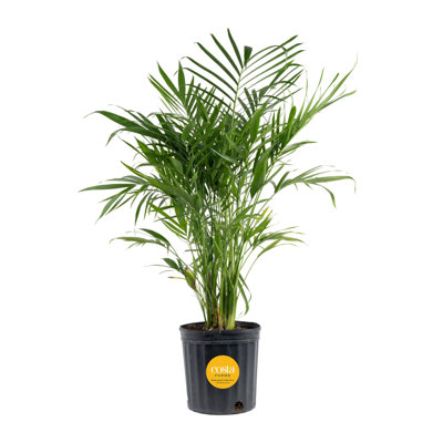 Cat Palm in Nursery Pot