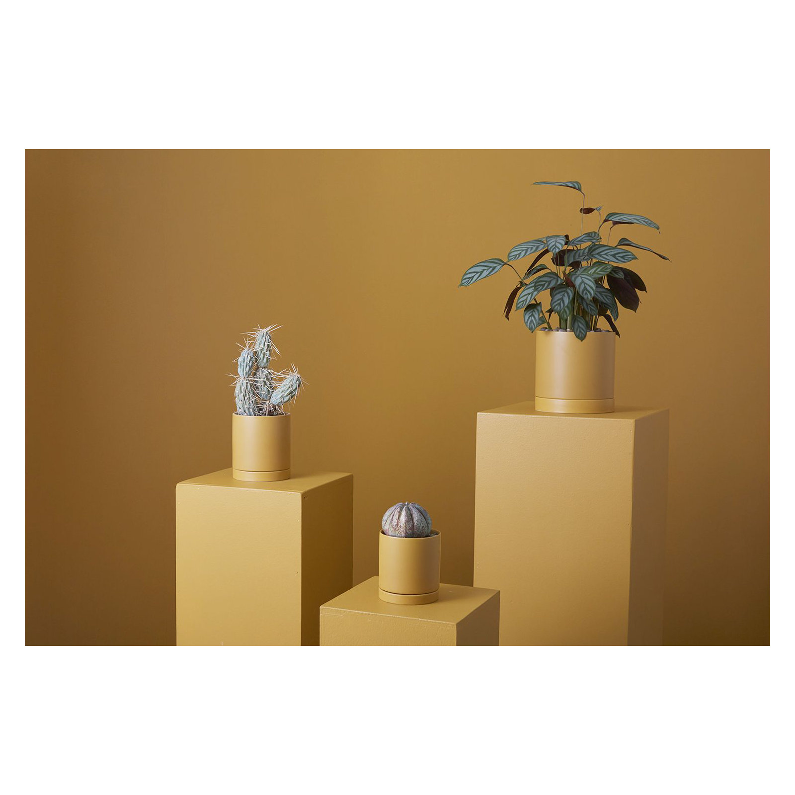Carlotta Ceramic Pot Planter, 7" H x 7" W x 7" D, Ochre