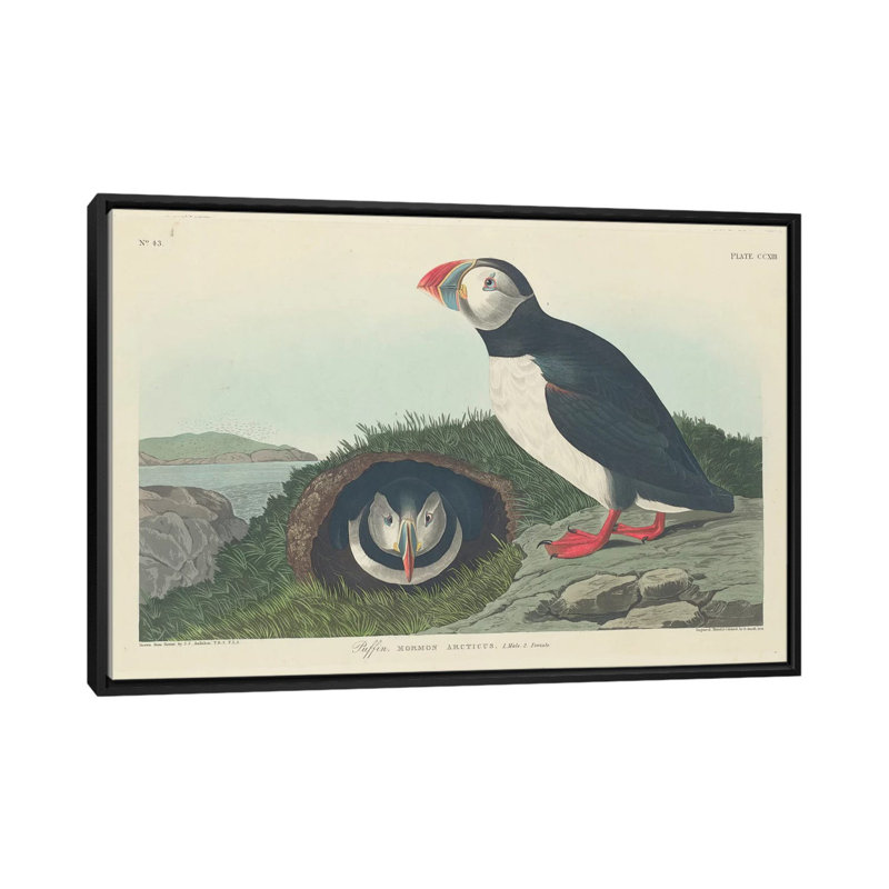 «Puffin», impression sur toile, H 18 po x l 26 po x P 1,5 po, Toile avec cadre noir, Non mat