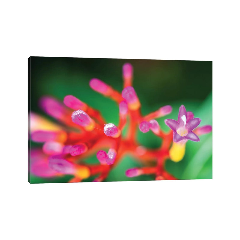 Close Up Of Pink Flower by Glauco Meneghelli - Wrapped Canvas Print, 66.04cm H x 101.6cm W x 1.9cm D