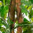 72'' Faux Banyan Tree in Pot
