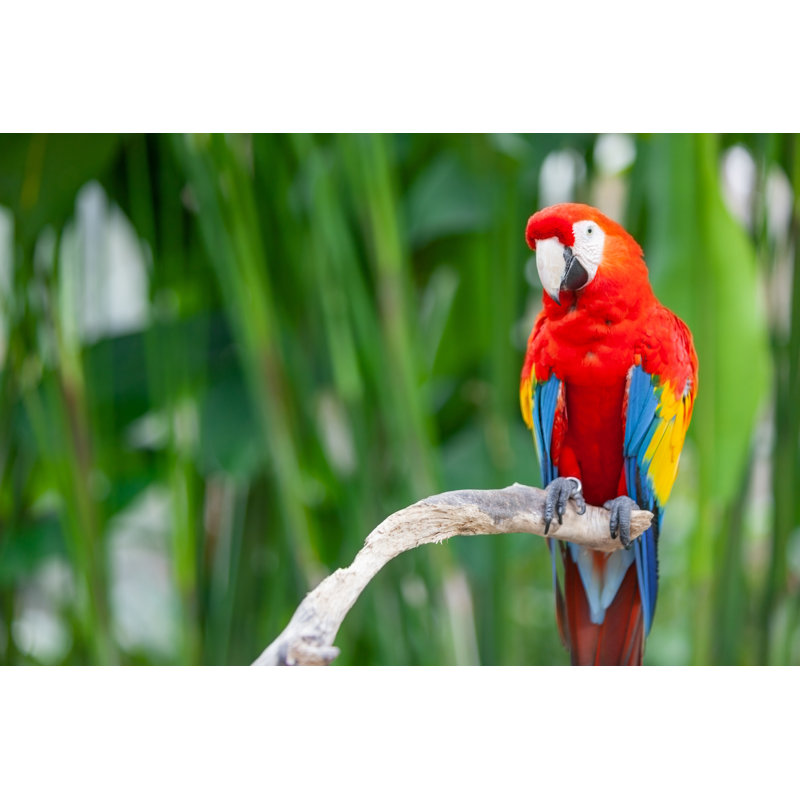 Ara rouge sur une branche par Webphotographeer, H 12 po x l 18 po