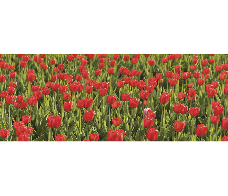 Murale panoramique Ultimate Tulips
