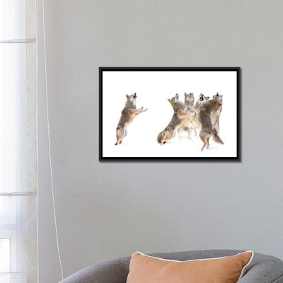 « the choir-coyotes », impression sur toile
