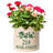 Springdale Pot Planter-29366227-29113011