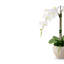 Cassandra RealTouch Orchid Arrangement-1404000329