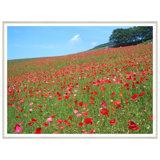 Landscape Field Giclee Print by Soicher Marin Archives