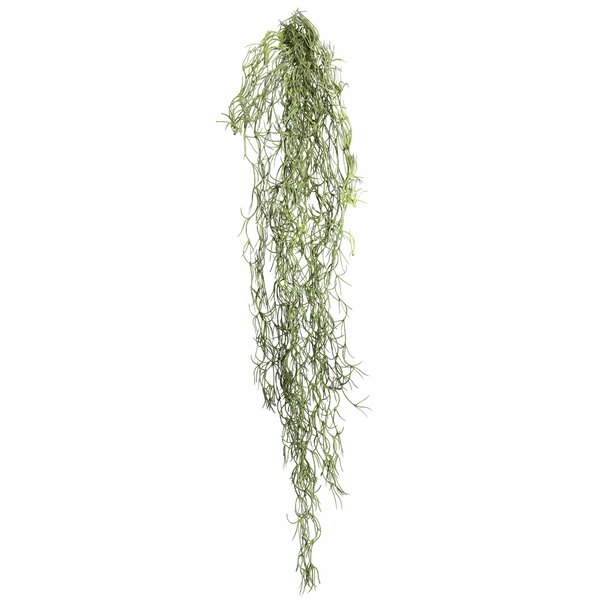 The Twillery Co.® Root Tillandsia Bush | Wayfair