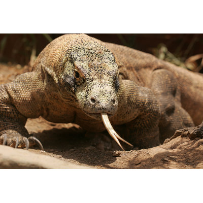 " Komodo Dragon " by Bitis73