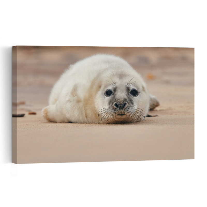 Adorable Seal Pup Contemporary Animal Beach Wall Art Print 1 Piece Wrapped Canvas Wall Art, 101.6cm H x 152.4cm W