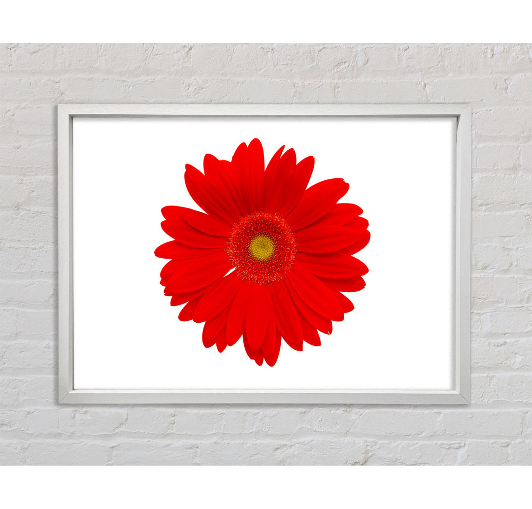 Vibrant Red Gerbera - Einzelner Bilderrahmen Kunstdrucke auf Leinwand