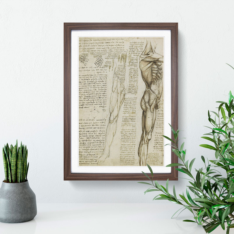 Human Anatomy Vol.6 by Leonardo Da Vinci - Picture Frame Drawing, Walnut Framed, 48cm H x 36cm W x 2cm D