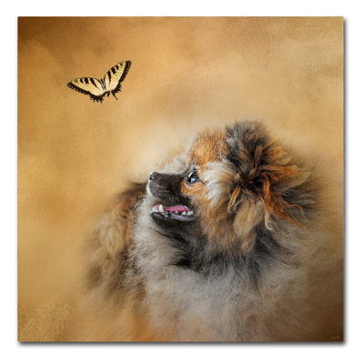 'Butterfly Dreams Pomeranian' Graphic Art Print on Wrapped Canvas