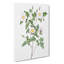 De Candolles White Rose by Luo Ping - Wrapped Canvas-55342468