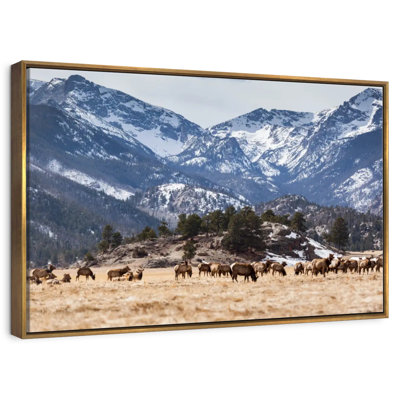 Élans des montagnes Rocheuses