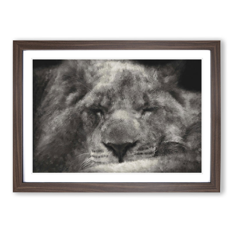 Lion Vol.2 - Picture Frame Graphic Art, 27cm H x 36cm W x 2cm D, Walnut Framed