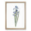 Blue Iris Flowers by Pierre-Joseph Redoute - Picture Frame Art Print-55545363-55545368