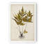 Fern Botanical II - reproduction sur toile-2061090565-2063040357