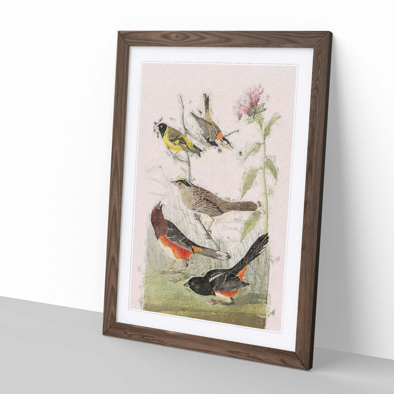 A Selection Of Birds by John Audubon - Single Picture Frame Painting, Walnut Framed, 63cm H x 45cm W x 2cm D