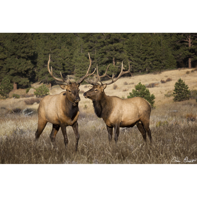 Elk Study IV, H 20 po x l 30 po x P 1,25 po