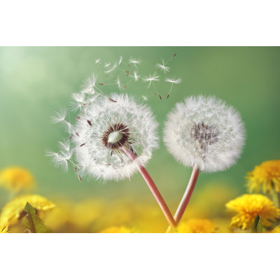 Dandelion Clock In Morning Light by Brianajackson - Wrapped Canvas Print
