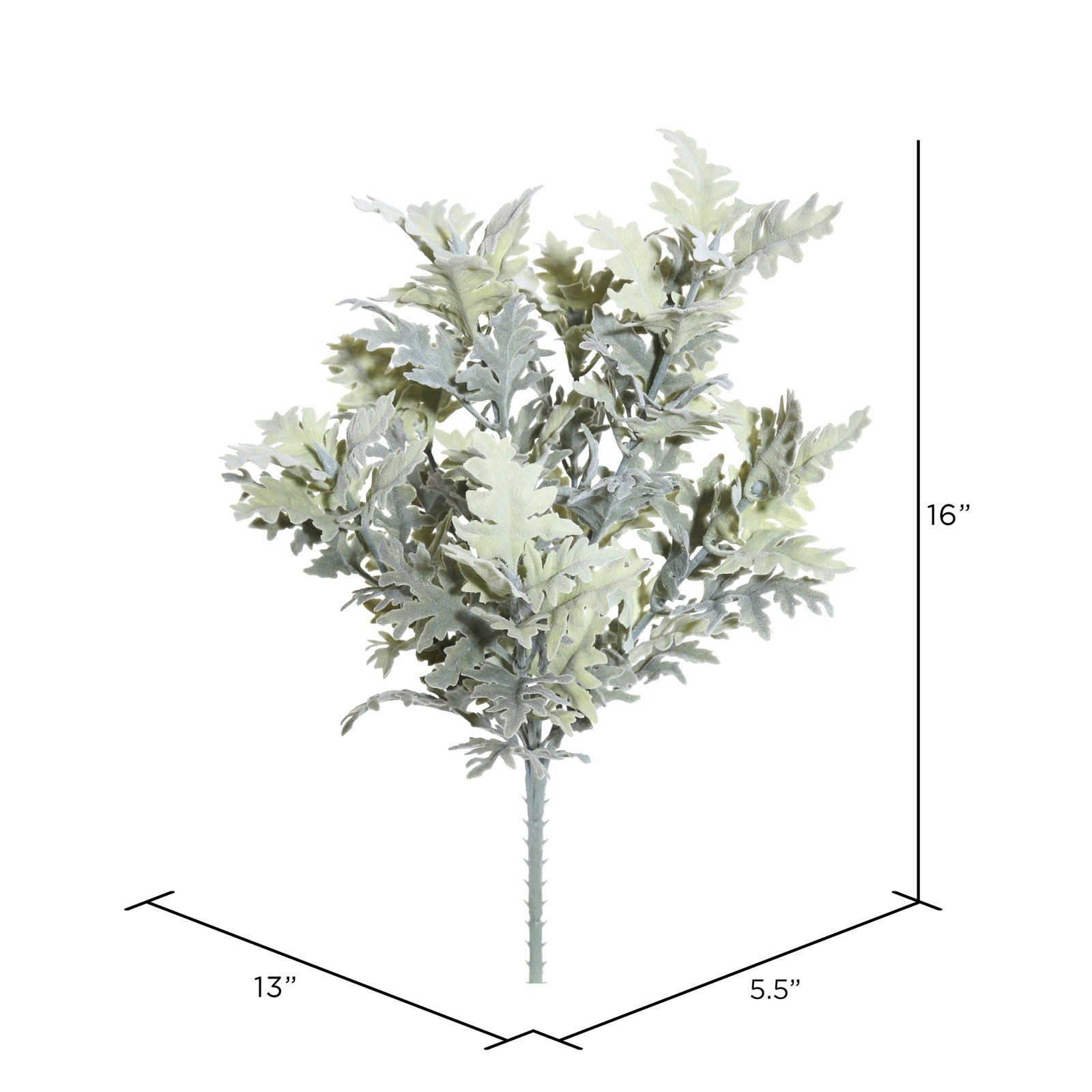 Dusty Miller Bush