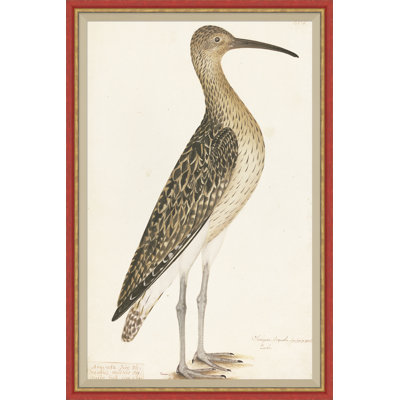18th Century Bird Re-Strikes I Framed Painting