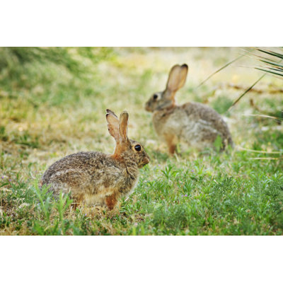 Rabbit Eating by Chuckschugphotography