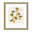 Amalfi Lemons - cadre photo, impression-66318803-66318807