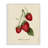 Strawberry Fruit Portrait Framed Giclee, design by Danielle Murray-677394481-677394484