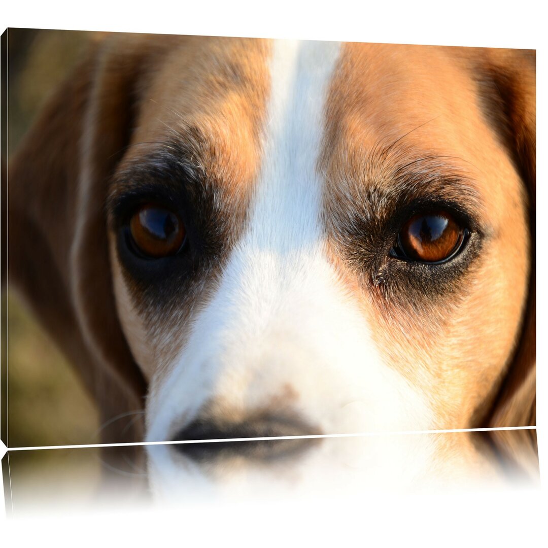 Leinwandbild Große Beagle-Augen