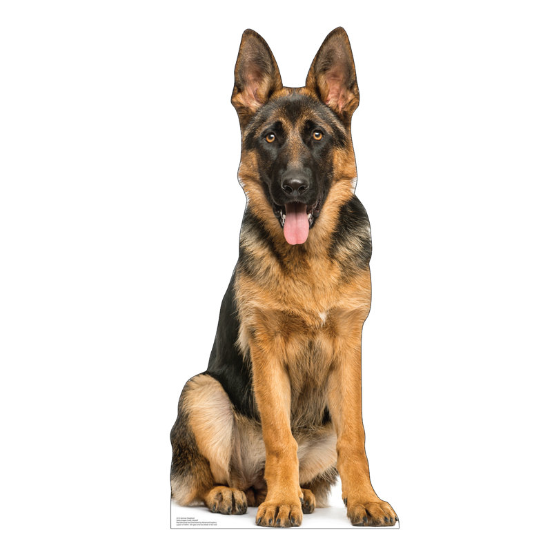 German Shepherd