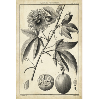 Passiflora I - Wrapped Canvas Print