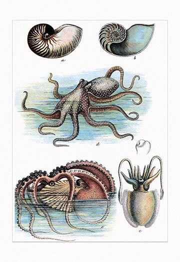 nautilus scientific illustration