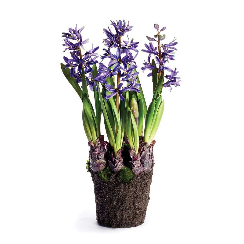 Plante florale à insertion jacinthe, Violet