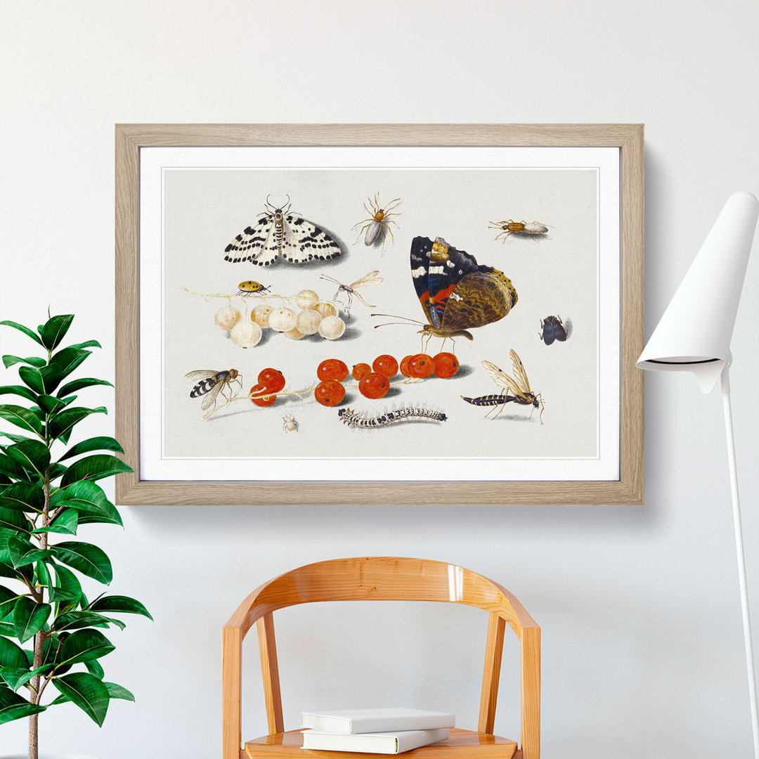 Butterfly Caterpillar and Moth by Jan Van Kessel - Picture Frame Painting