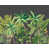 Verdant selected
