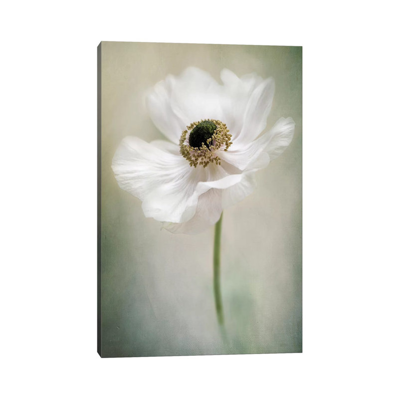 Single White - Wrapped Canvas Print, 20.32 cm H x 30.48 cm W