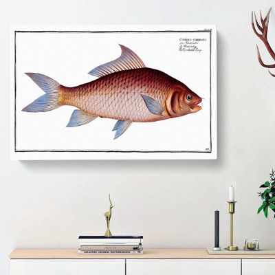 Cirrhated Carp Fish by M.E. Bloch - Wrapped Canvas
