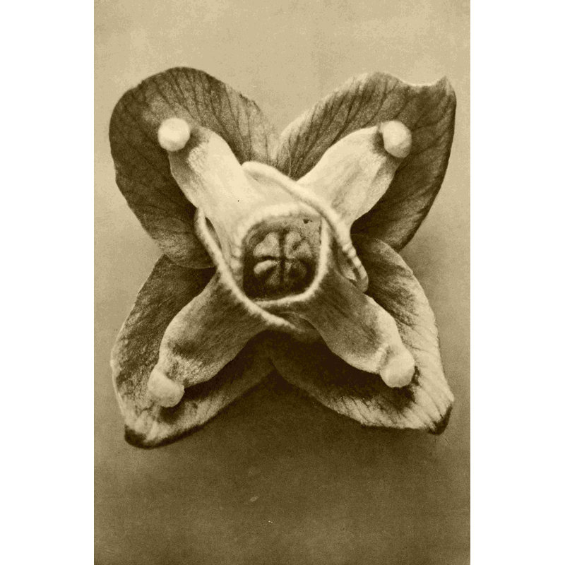 Étude de botanique sépia V, H 48 po x l 32 po